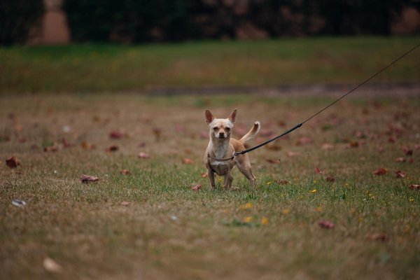 What are the key considerations when selecting a training collar for a stubborn Akita?