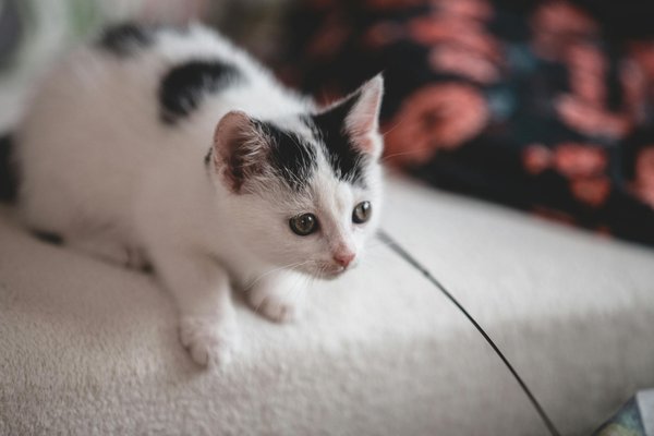 How can UK urban gardens be optimized to support declining pollinator populations?