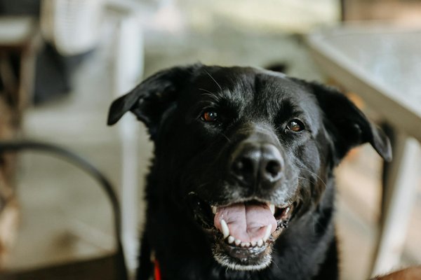 How do you create a stress-free routine for a cat undergoing chemotherapy?