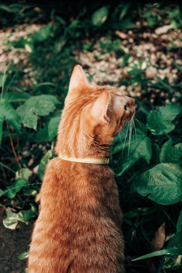 What is the role of UK's private gardens in supporting urban wildlife sustainability?