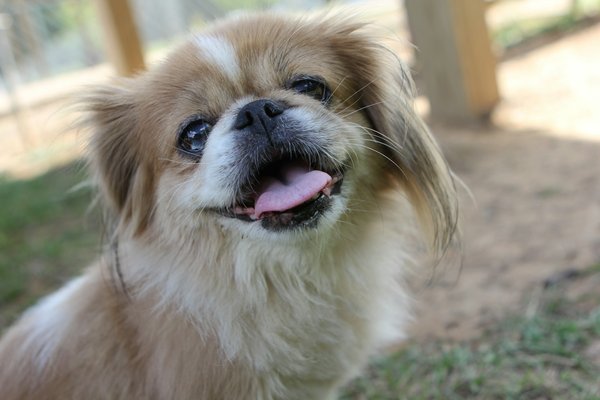 How do you prepare a balanced vegetarian diet for a dog like a Pekingese?
