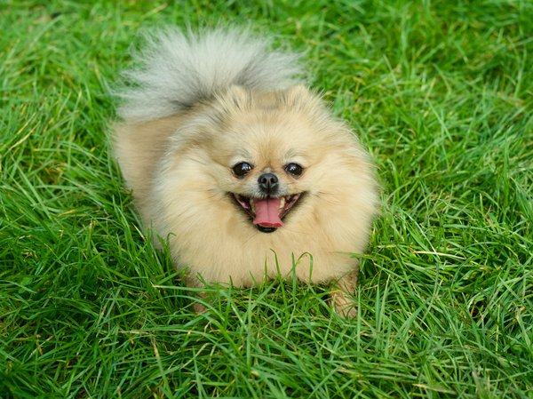 How to ensure proper dental care for an elderly Pomeranian with health issues?